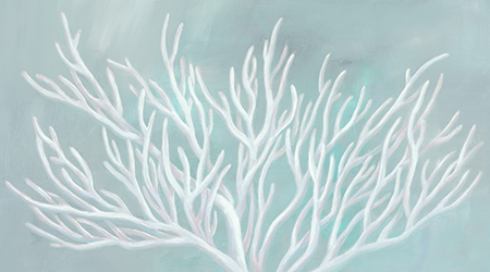 Picture for category Shells, Coral & Beach Finds
