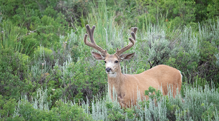 Picture for category Wildlife & Nature