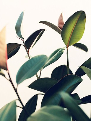30 x 40 Ficus Elastica VII (IBG)
