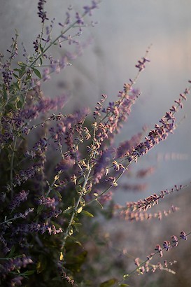 24 x 36 Lavender to the Right (IBG)