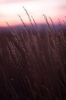 30 x 45 Waves of Grain (IBG)