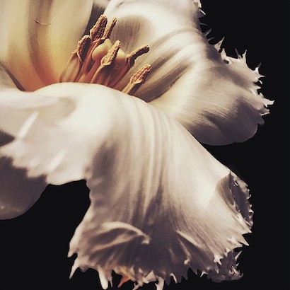 24 x 24 Silk (IBG)