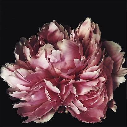 24 x 24 Til She Disappears (IBG)
