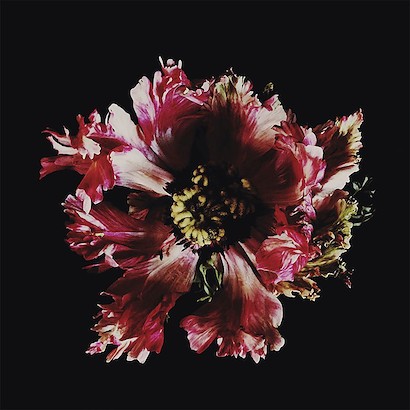 24 x 24 Wallflower (IBG)