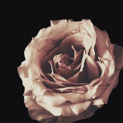 24 x 24 January Rose II (IBG)