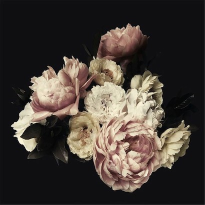 24 x 24 Portrait of Peonies (IBG)