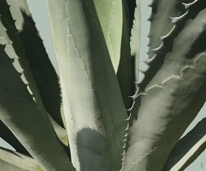 48 x 40 Agave triptych II (IBG)