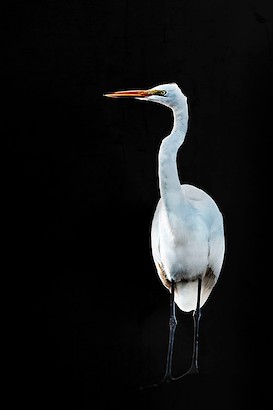 36 x 54 Egret (IBG)