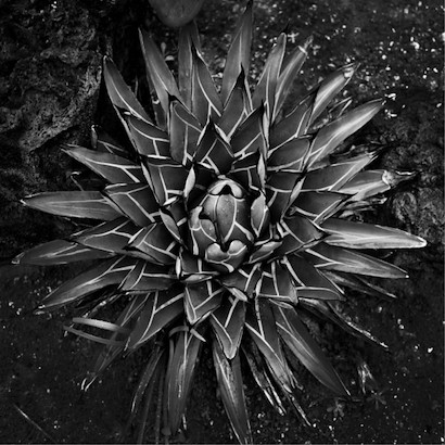 24 x 24 Vintage Succulent I (IBG)