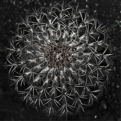 24 x 24 Vintage Succulent II (IBG)
