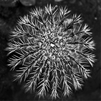 24 x 24 Vintage Succulent III (IBG)