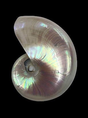 24 x 32 Spira Mirabilis IV (IBG)
