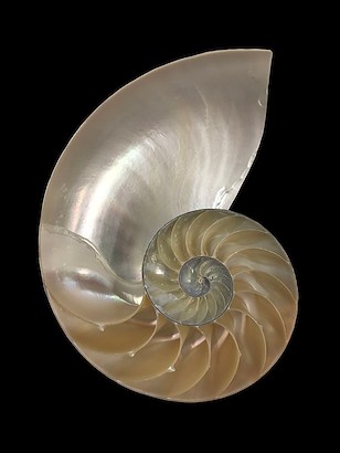 24 x 32 Spira Mirabilis V (IBG)