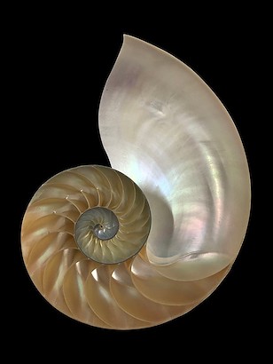 24 x 32 Spira Mirabilis VI (IBG)