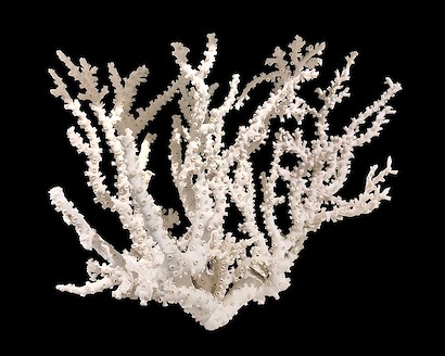 30 x 24 Coral II (IBG)