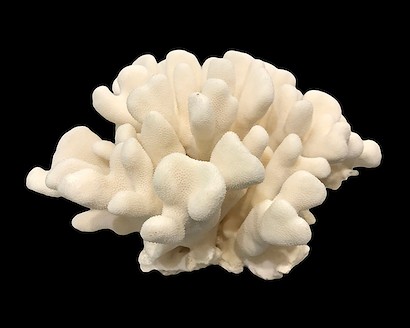 30 x 24 Coral III (IBG)