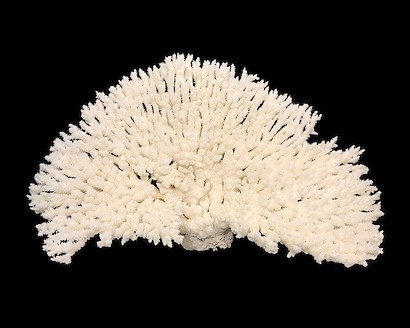 30 x 24 Coral IV (IBG)