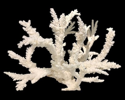 30 x 24 Coral V (IBG)