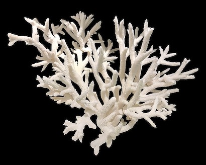 30 x 24 Coral VI (IBG)