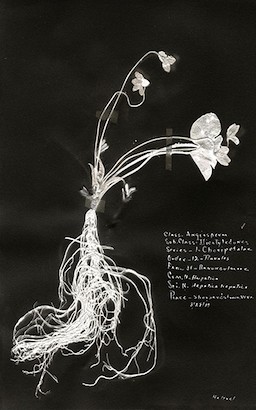 11 x 18 Antique Botanicals I (IBG)