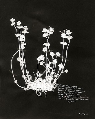 15 x 18 Antique Botanicals II (IBG)