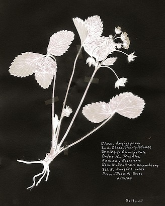 15 x 18 Antique Botanicals III (IBG)