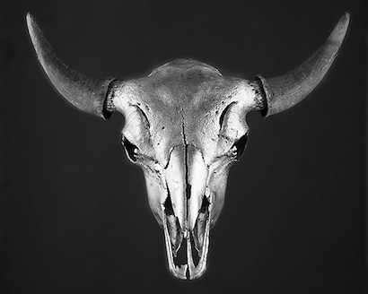 50 x 40 Bison Skull Silver Print (IBG)