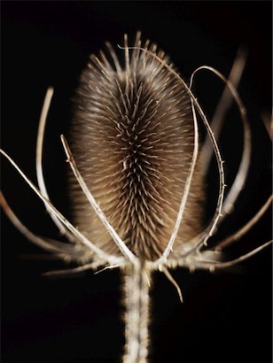 24 x 32 Thistle Details I (IBG)