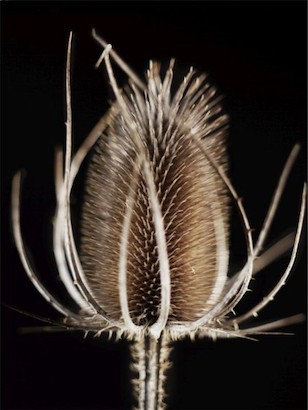 24 x 32 Thistle Details II (IBG)