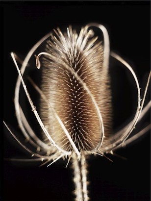 24 x 32 Thistle Details III (IBG)