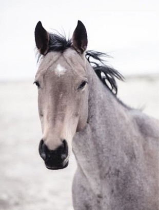40 x 53 Buckskin Mare (IBG)