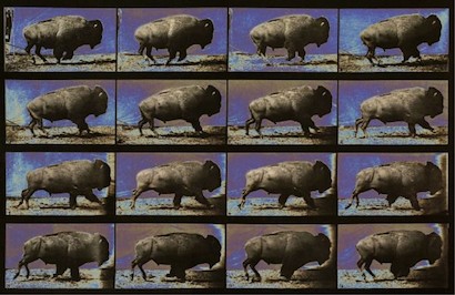 60 x 40 Bison Revisited (IBG)