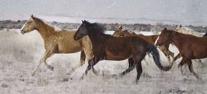 66 x 30 Mares on Promontory (IBG)