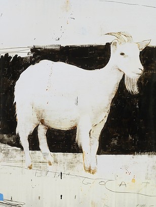 30 X 40 White Goat (IBG)