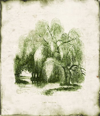 18 x 22 Evergreen I (IBG)