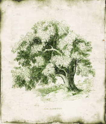 18 x 22 Evergreen II (IBG)