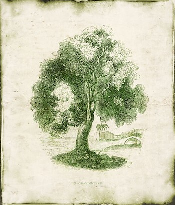 18 x 22 Evergreen III (IBG)