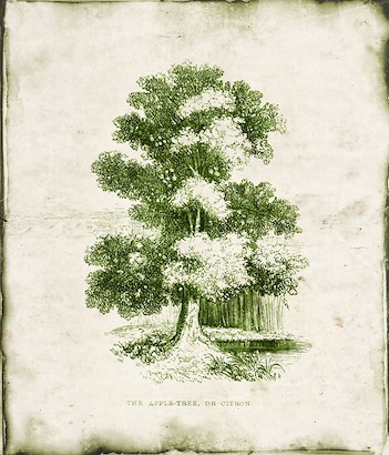 18 x 22 Evergreen IV (IBG)