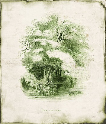 18 x 22 Evergreen V (IBG)