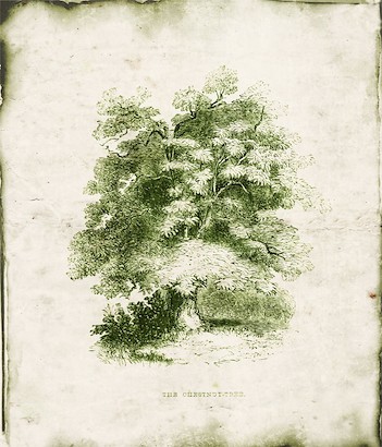 18 x 22 Evergreen VI (IBG)