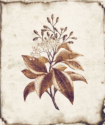 18 x 21 Botanique I (IBG)