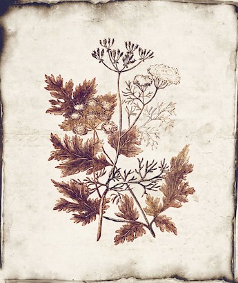 18 x 21 Botanique III (IBG)