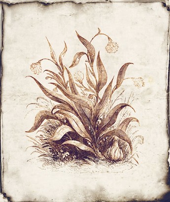 18 x 21 Botanique IV (IBG)