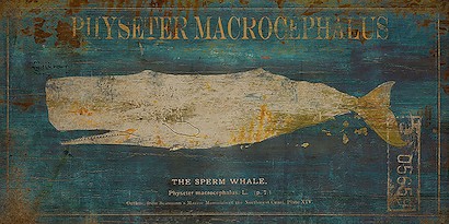 40 X 20 Physeter Macrocephalus (IBG)