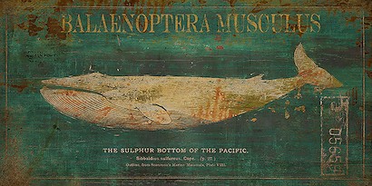 40 X 20 Balaenoptera Musculus (IBG)