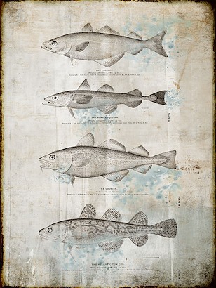 30 X 40 Fin II (IBG)