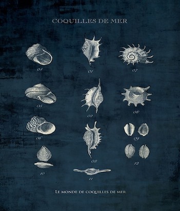 30 x 40 Le Monde de Coquilles I (IBG)