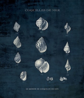 30 x 40 Le Monde de Coquilles II (IBG)