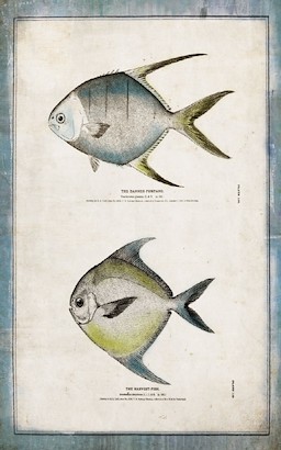 24 x 32 Fish Diversity I (IBG)