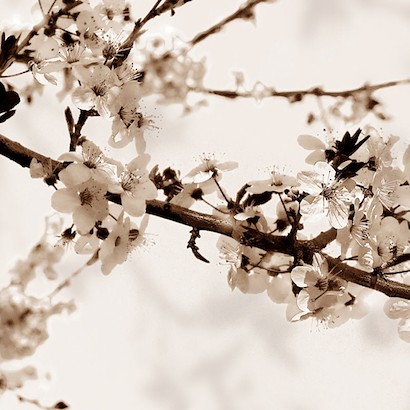 24 x 24 Sakura I (IBG)